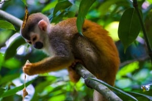 Manuel Antonio nationalpark: Privat naturupplevelse
