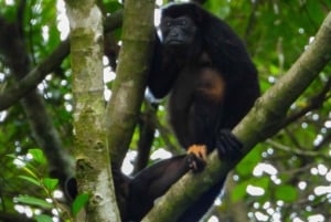 Manuel Antonio nationalpark: Privat naturupplevelse