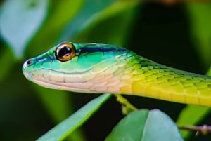 Manuel Antonio nationalpark: Privat naturupplevelse