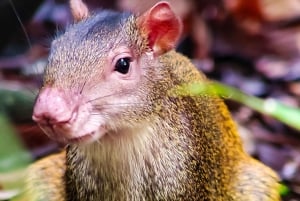 Manuel Antonio nationalpark: Privat naturupplevelse