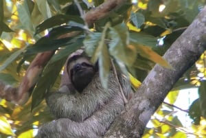 Manuel Antonio nationalpark: Privat naturupplevelse