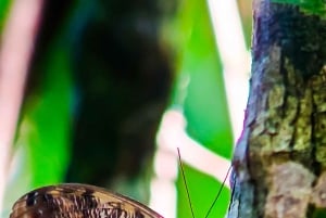 Manuel Antonio nationalpark: Privat naturupplevelse