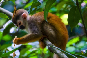 マヌエル アントニオ国立公園: プライベート自然体験