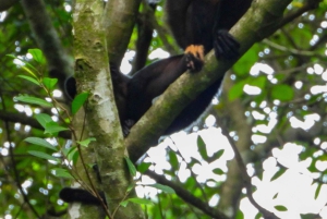 マヌエル アントニオ国立公園: プライベート自然体験