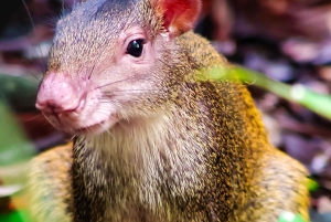 マヌエル アントニオ国立公園: プライベート自然体験