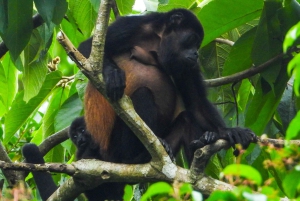 マヌエル アントニオ国立公園: プライベート自然体験