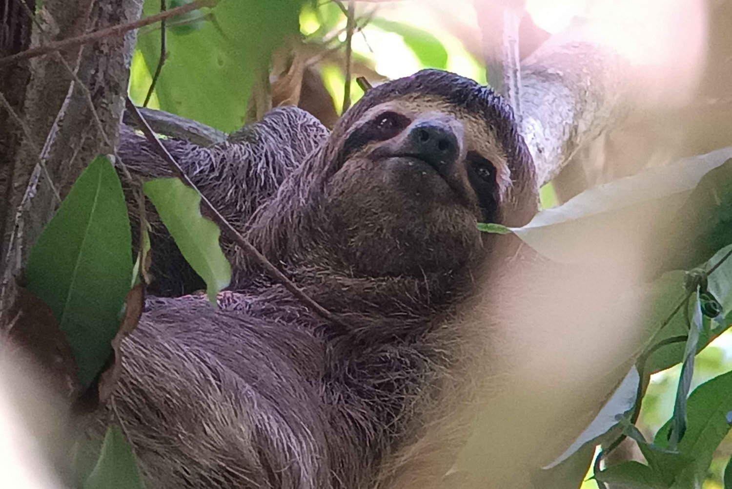 Manuel Antonio National Park, Spotting Animals and plants