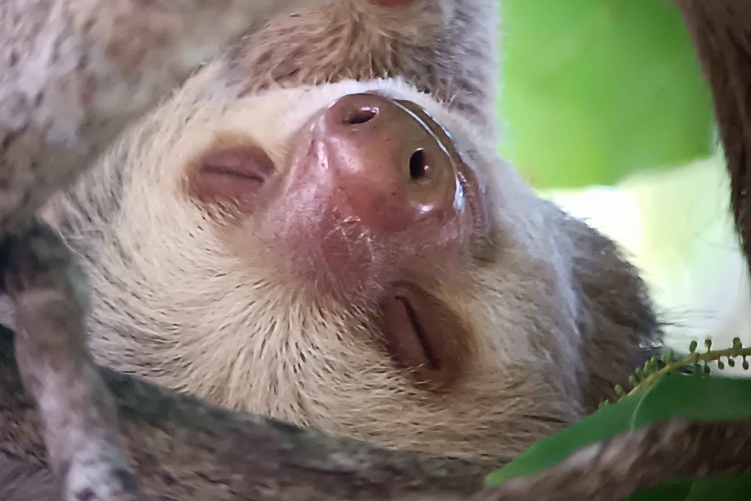 Manuel Antonio National Park, Spotting Animals and plants