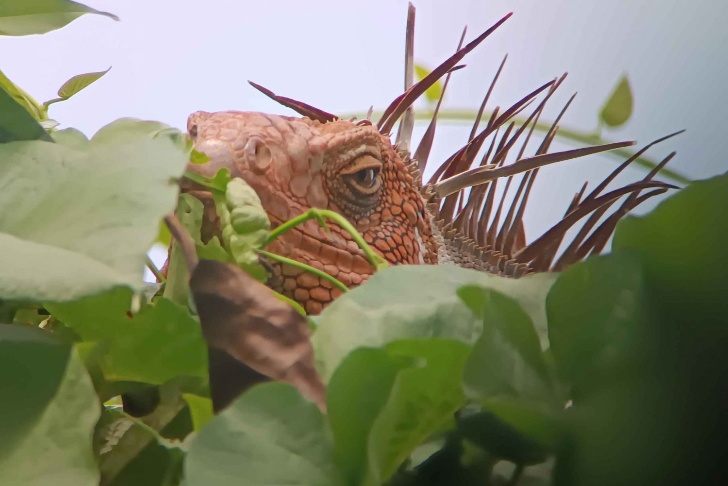 Manuel Antonio National Park, Spotting Animals and plants