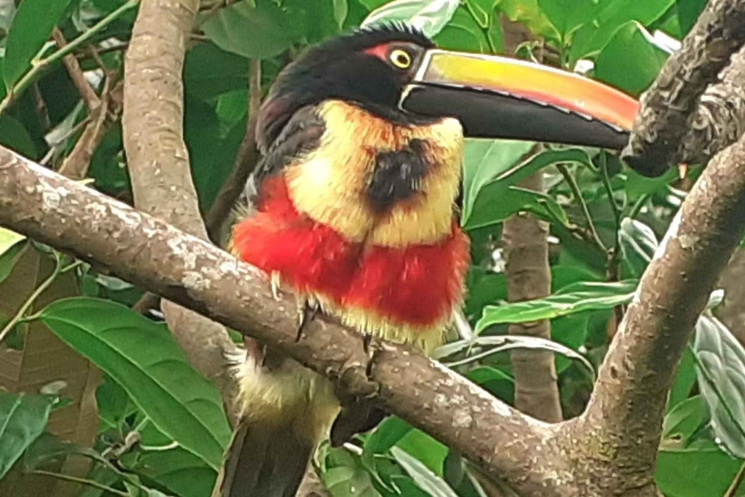 Manuel Antonio National Park, Spotting Animals and plants