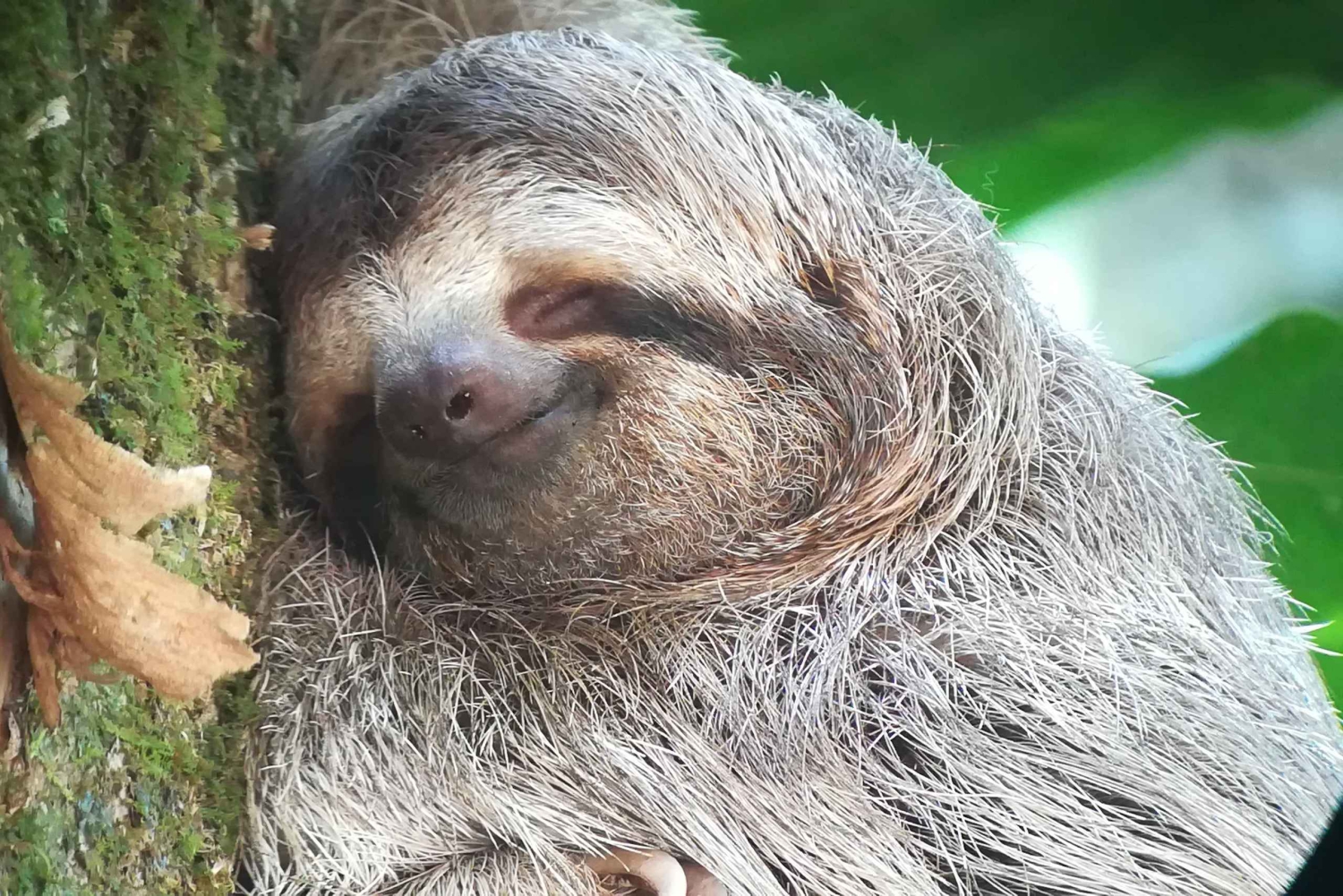 Manuel-Antonio-Nationalpark, Tiere und Pflanzen aufspüren
