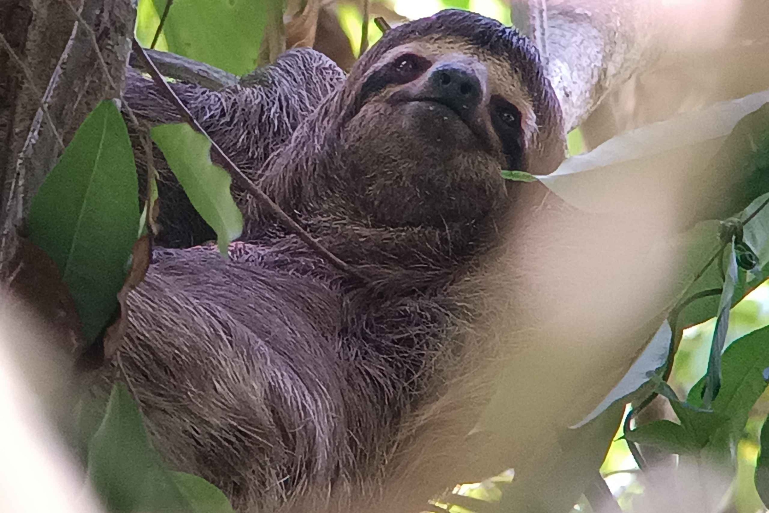Manuel-Antonio-Nationalpark, Tiere und Pflanzen aufspüren