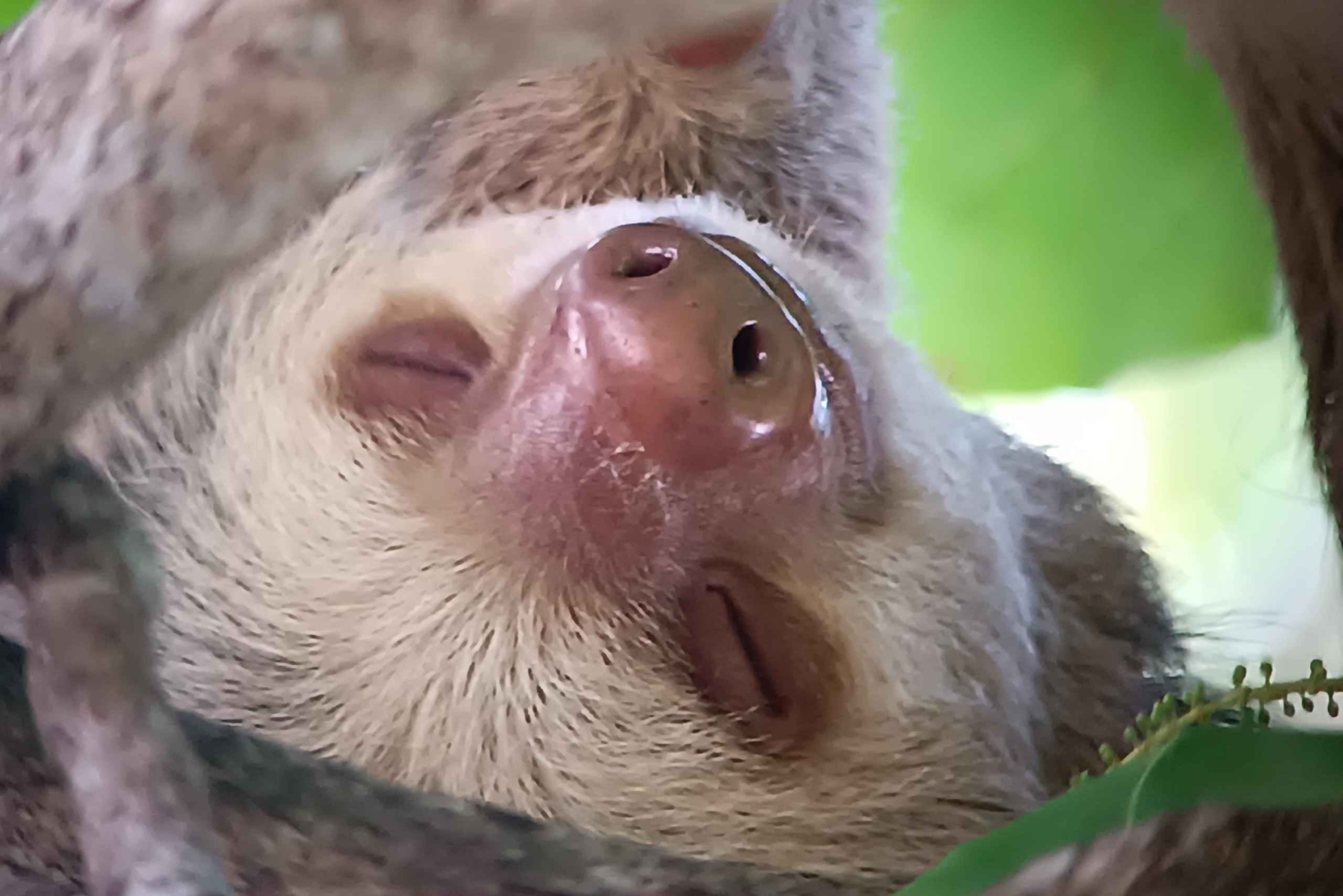 Manuel-Antonio-Nationalpark, Tiere und Pflanzen aufspüren