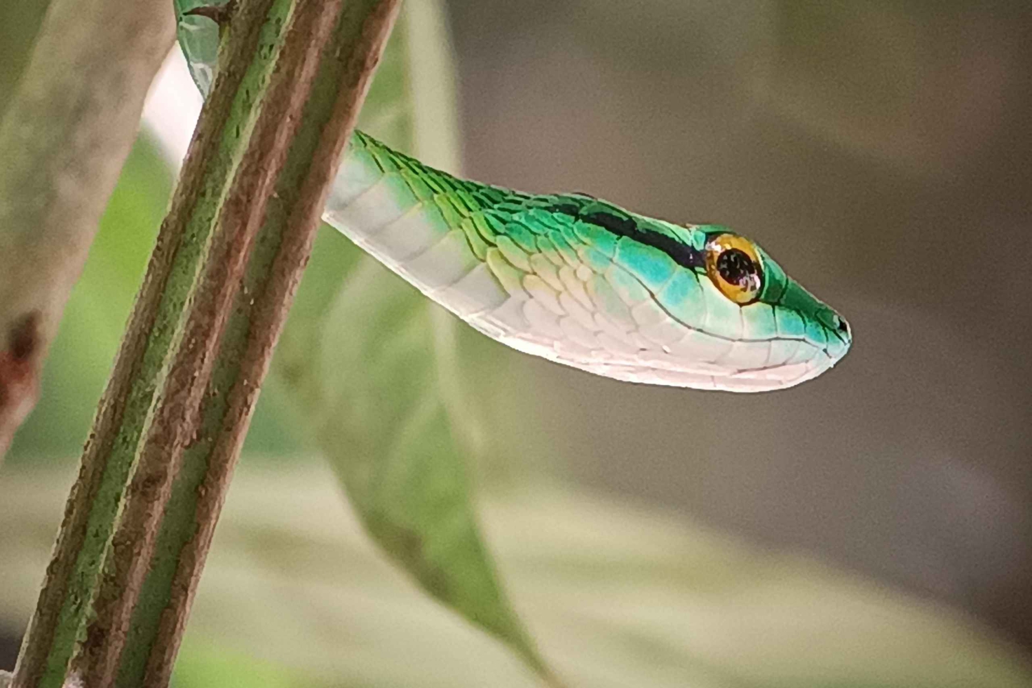 Manuel-Antonio-Nationalpark, Tiere und Pflanzen aufspüren