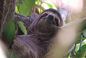 Manuel Antonio National Park, Spotting Animals and plants