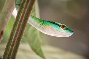 Manuel Antonio National Park, Spotting Animals and plants
