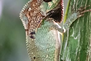 Manuel Antonio National Park, Spotting Animals and plants