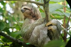 Manuel Antonio National Park, Spotting Animals and plants