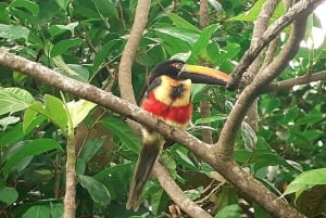 Manuel Antonio National Park, Spotting Animals and plants