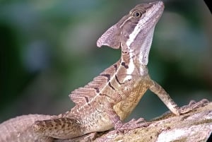 Manuel Antonio National Park, Spotting Animals and plants