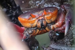 Manuel Antonio National Park, Spotting Animals and plants