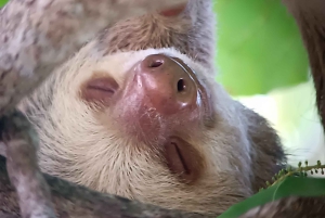 Manuel-Antonio-Nationalpark, Tiere und Pflanzen aufspüren
