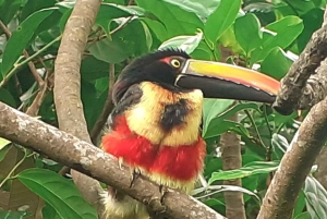 Manuel-Antonio-Nationalpark, Tiere und Pflanzen aufspüren
