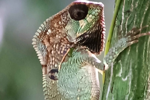 Manuel-Antonio-Nationalpark, Tiere und Pflanzen aufspüren