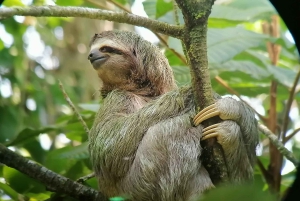 Manuel-Antonio-Nationalpark, Tiere und Pflanzen aufspüren