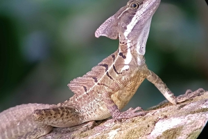 Manuel-Antonio-Nationalpark, Tiere und Pflanzen aufspüren