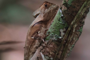 Manuel Antonio National Park tour Entrance ticket included.