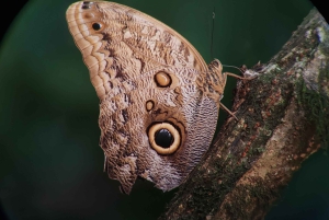 Manuel Antonio National Park tour Entrance ticket included.