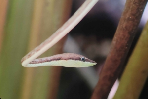 Manuel Antonio National Park tour Entrance ticket included.