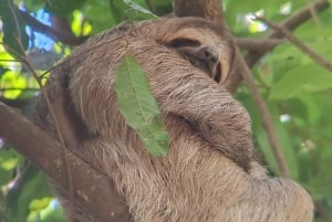 Manuel Antonio National Park: Wildlife-Watching Guided Tour