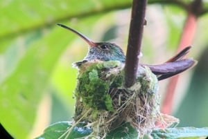 Manuel Antonio National Park: Wildlife-Watching Guided Tour