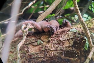 Manuel Antonio National Park: Wildlife-Watching Guided Tour