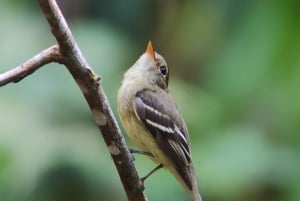 Manuel Antonio National Park: Wildlife-Watching Guided Tour