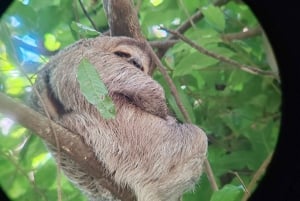 Manuel Antonio National Park: Wildlife-Watching Guided Tour