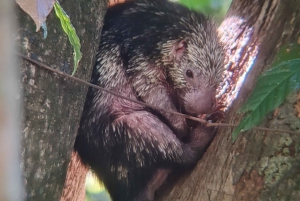 Manuel Antonio National Park: Wildlife-Watching Guided Tour