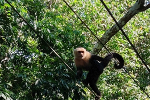 Parque Nacional Manuel Antonio: Excursión guiada para observar la fauna