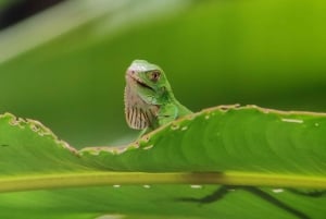 Manuel Antonio National Park tour.