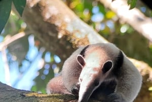 Manuel Antonio National Park tour.