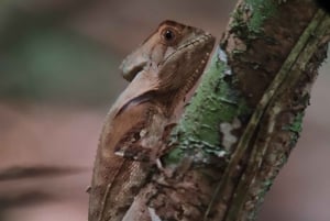 Manuel Antonio National Park tour.