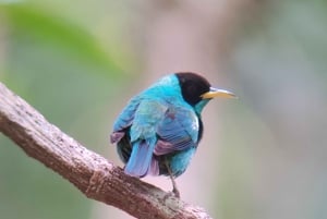 Manuel Antonio National Park tour.