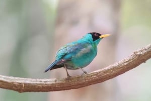 Manuel Antonio National Park tour.