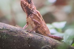 Manuel Antonio National Park tour.