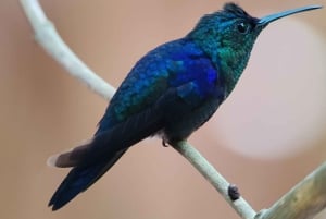 Passeio pelo Parque Nacional Manuel Antonio, com bilhete de entrada incluso.