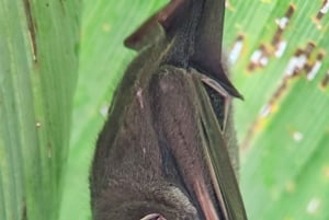 Passeio pelo Parque Nacional Manuel Antonio, com bilhete de entrada incluso.