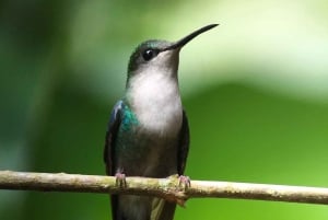 Manuel Antonion kansallispuisto – kuljetus ja lippu sisältyvät hintaan