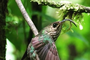 Manuel Antonion kansallispuisto – kuljetus ja lippu sisältyvät hintaan